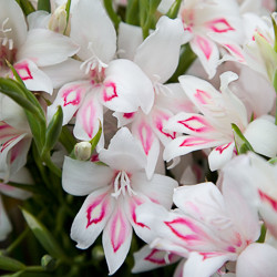 Gladiolus Types, Gladiolus Varieties, Gladiolus Grandiflora, Gladiolus Nanus, Gladiolus communis